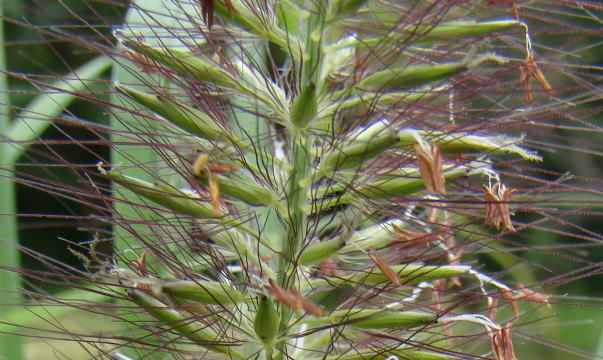 跡見群芳譜(野草譜 チカラシバ)